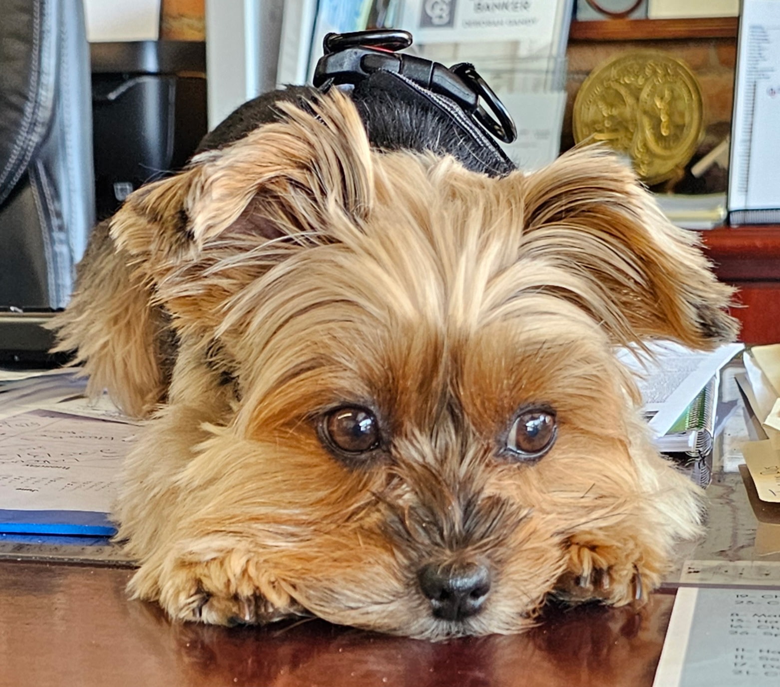 Lucy Kayla Remaley, Real Estate Salesperson at Coldwell Banker Deborah Gandy